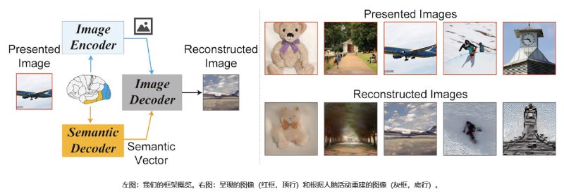 AI根据人类大脑活动重建视觉图像这项研究利用了开源的 Stable Diffusion 模型，由日本大阪大学的科学家完成