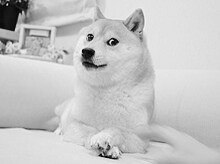 知名表情包 Doge 的原型柴犬かぼす去世知名表情包 Doge 原型柴犬かぼす (Kabosu) 的主人发表博客，这只已经成为一个最知名网络符号之一的柴犬于日本时间5月24日早上7:50去世
